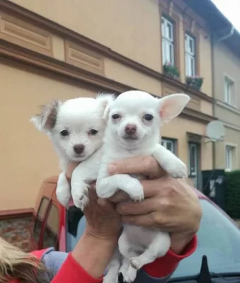 Štěňátka Čivava