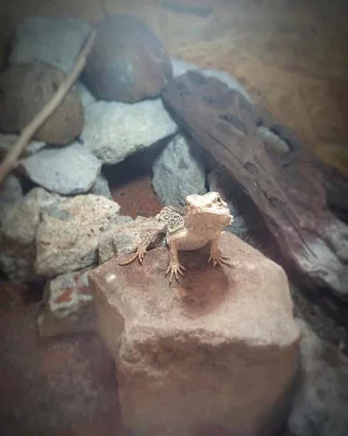 Daruji roční agamu vousatou, co příliš nevyrostla
