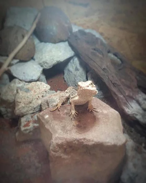Daruji roční agamu vousatou, co příliš nevyrostla