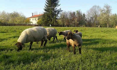 Prodám ovce a jehňata Suffolk