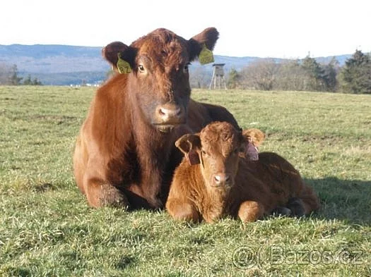 Plemenní býci Aberdeen Angus