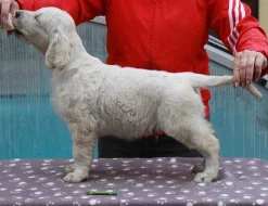 Zlatý retriever