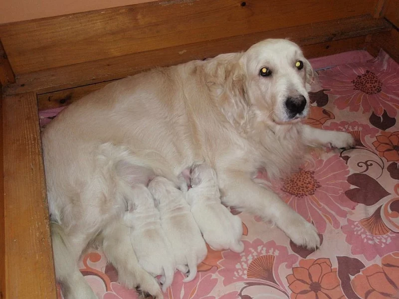 Zlatý retriever