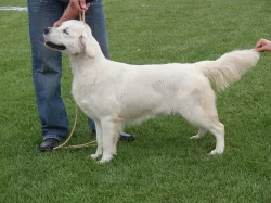 Zlatý retriever