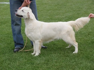 Zlatý retriever