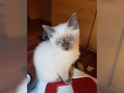 Koťátka Ragdoll s PP