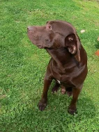 labrador kříženec