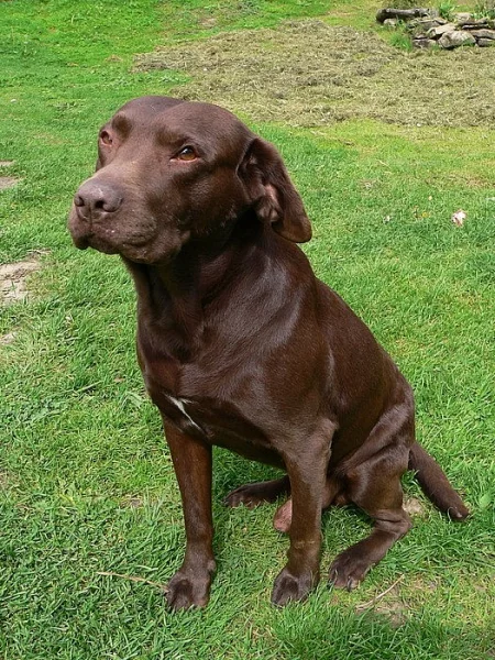 labrador kříženec
