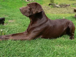 labrador kříženec