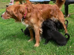 labrador kříženec
