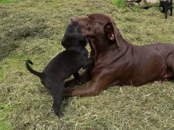 labrador kříženec