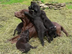labrador kříženec