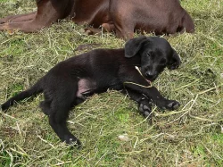 labrador kříženec