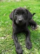 labrador kříženec
