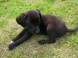 labrador kříženec