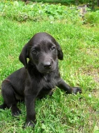 labrador kříženec