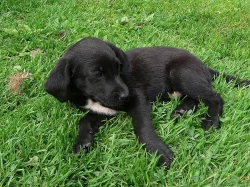 labrador kříženec