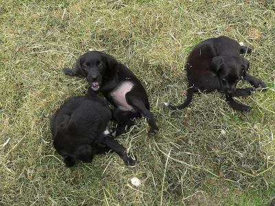 labrador kříženec