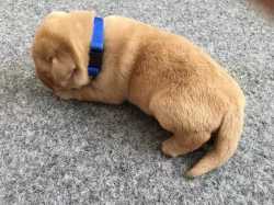 Ľabrador retriever s PP
