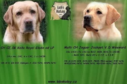 Ľabrador retriever s PP