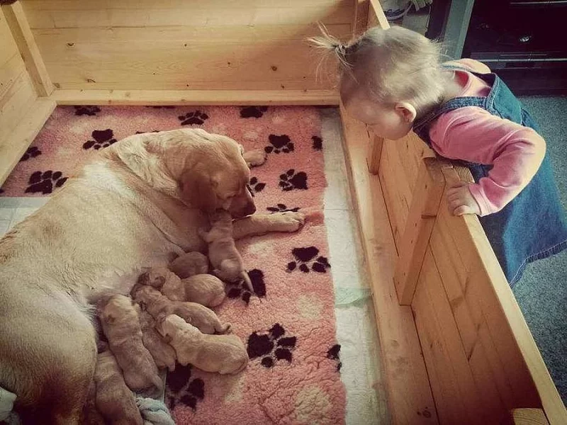 Ľabrador retriever s PP