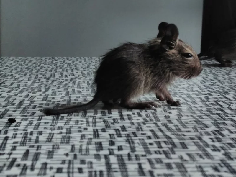 Osmáčci Degu pro Vás!