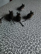 Osmáčci Degu pro Vás!