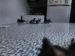 Osmáčci Degu pro Vás!