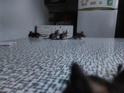 Osmáčci Degu pro Vás!