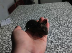 Osmáčci Degu pro Vás!