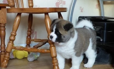 Akita-inu na prodej bez PP