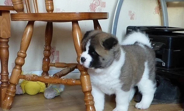 Akita-inu na prodej bez PP