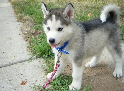 Sibiřský husky