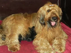 Briard černý - štěňátka