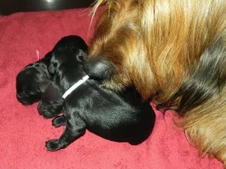 Briard černý - štěňátka