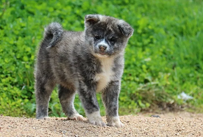 Akita-inu s PP
