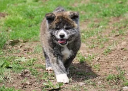 Akita-inu s PP