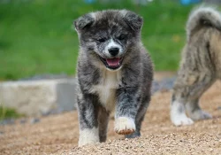 Akita-inu s PP