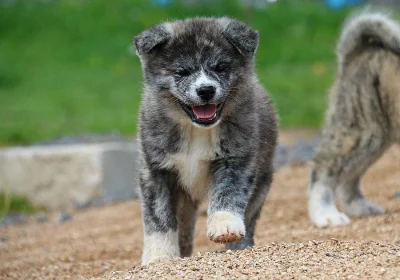 Akita-inu s PP