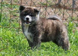 Akita-inu s PP