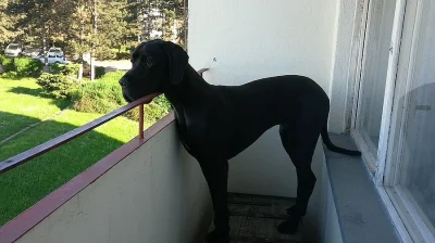 Prodám štěně německé dogy
