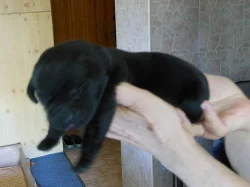 Labradorský retriever