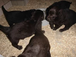 Flat Coated Retriever