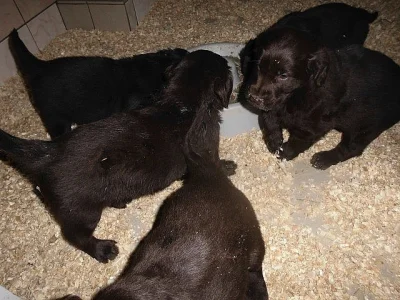 Flat Coated Retriever