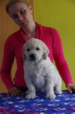 Zlatý retriever