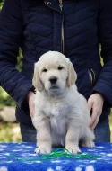 Zlatý retriever