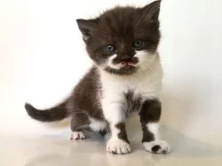 Pure Scottish Fold Kittens