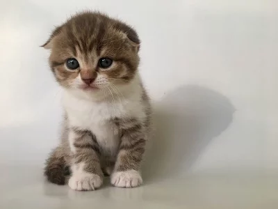Pure Scottish Fold Kittens