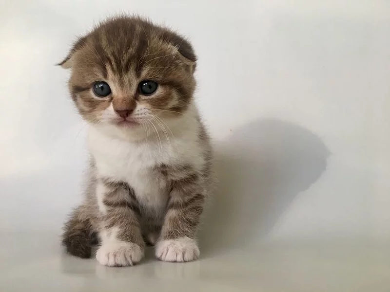 Pure Scottish Fold Kittens