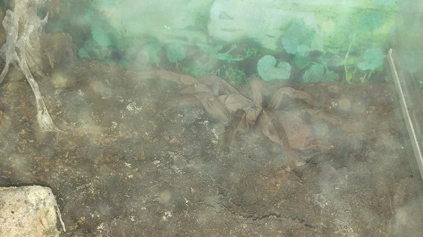 Chilobrachys huahini